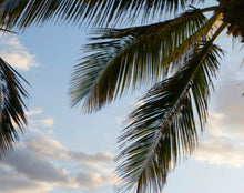 Cargar imagen en el visor de la galería, Coconut Lime Verbena Hydrating Shampoo 1 Gallon